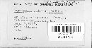 Hypoderma ilicinum image