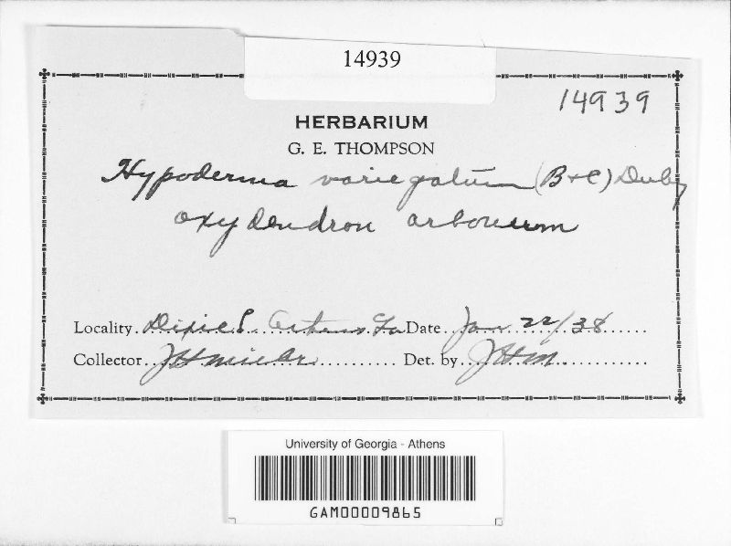Hypoderma variegatum image