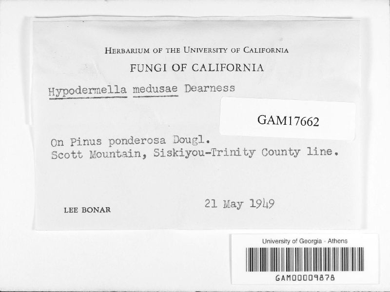 Davisomycella image