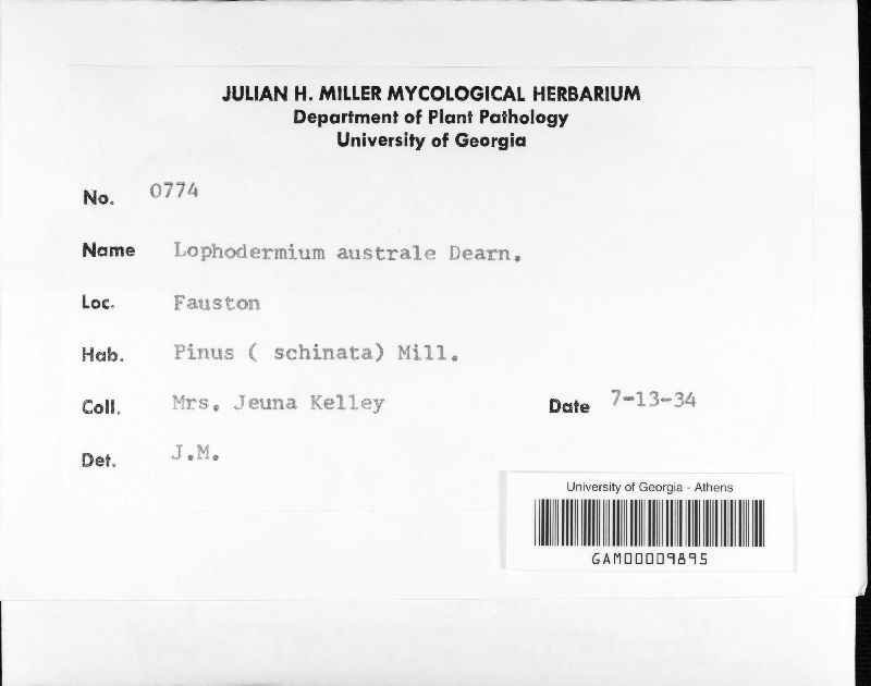 Lophodermium australe image