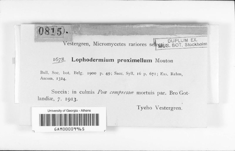 Lophodermium proximellum image
