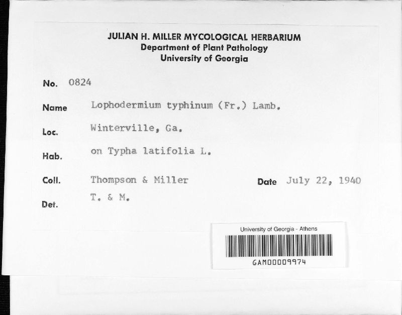 Lophodermium typhinum image