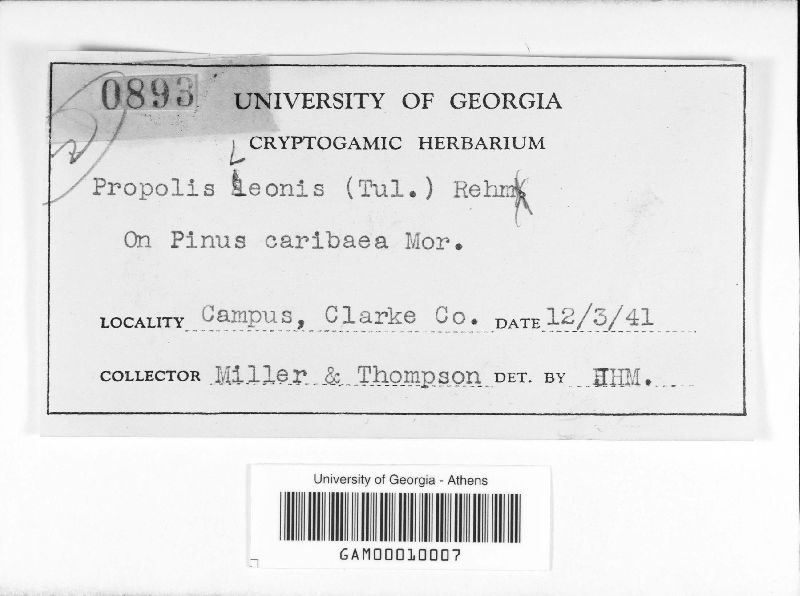 Propolis leonis image