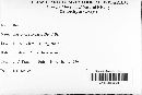 Rhytisma acerinum image