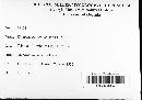 Rhytisma salicinum image