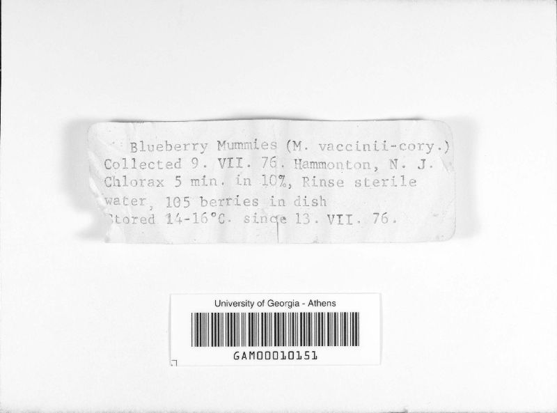Monilinia vaccinii-corymbosi image