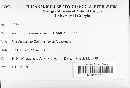Coccodiella translucens image