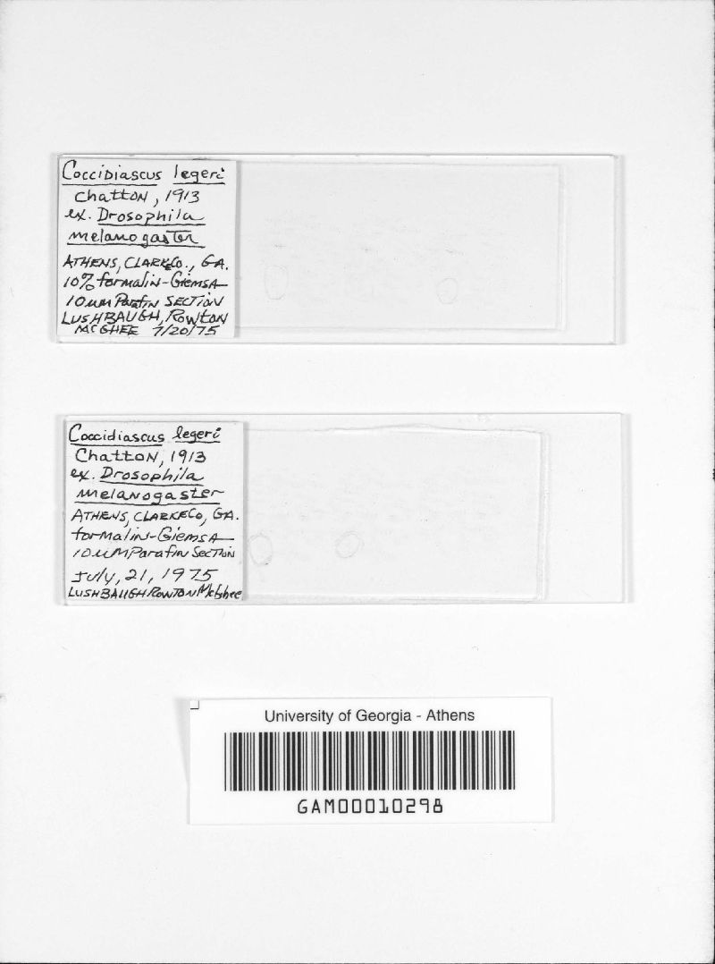 Coccidiascus legeri image