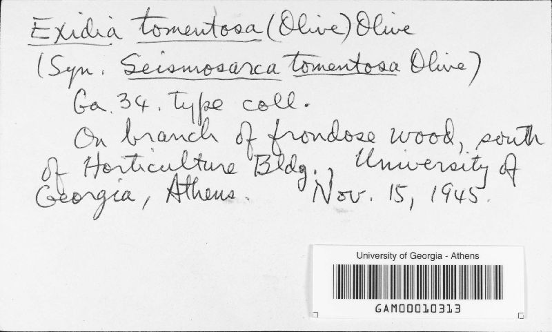 Exidia tomentosa image