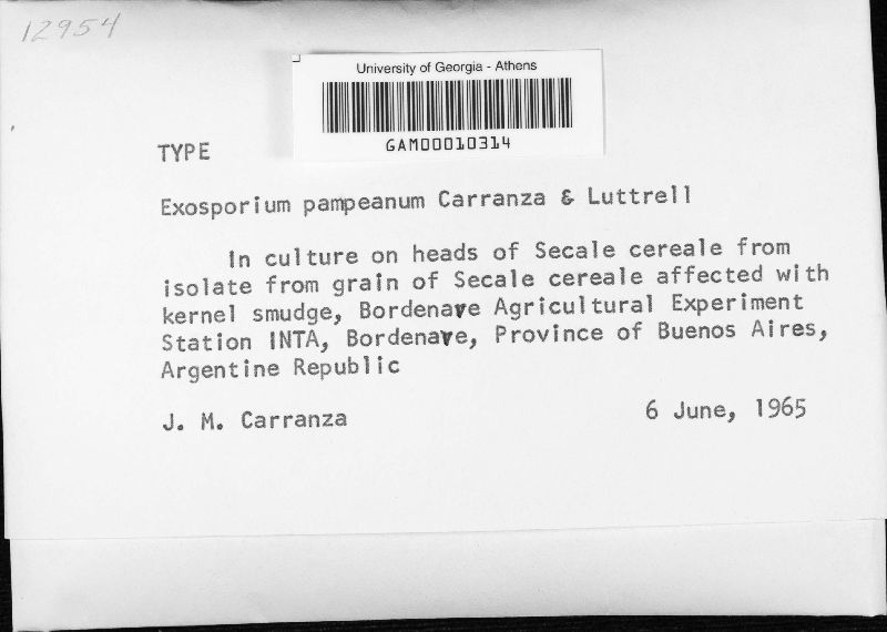 Exosporium pampeanum image