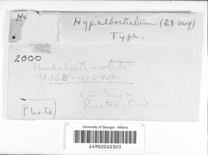 Hypoxylon albostictum image