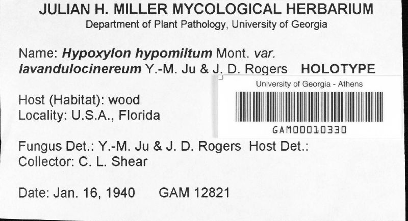 Hypoxylon hypomiltum var. lavandulocinereum image