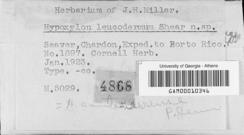 Hypoxylon leucodermium image