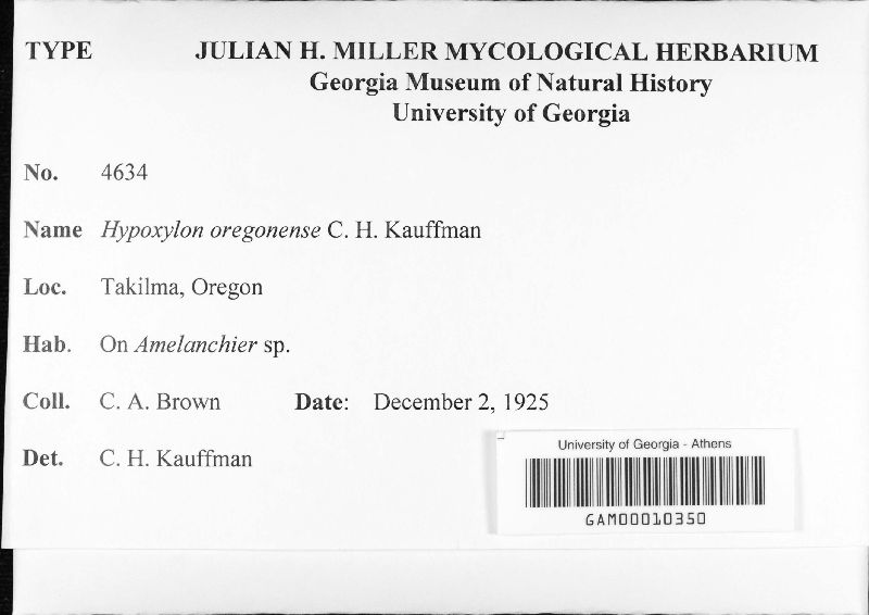 Hypoxylon oregonense image