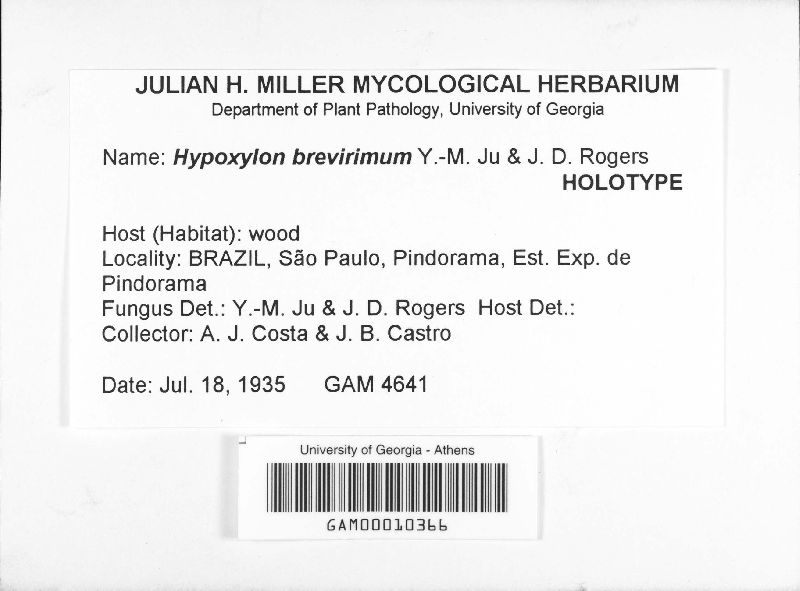 Hypoxylon brevirimum image
