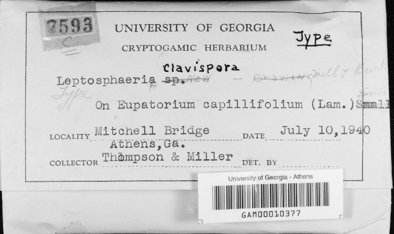Leptosphaeria clavispora image