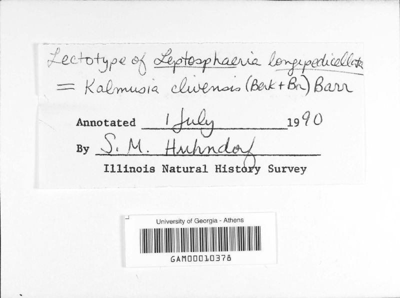 Leptosphaeria longipedicellata image