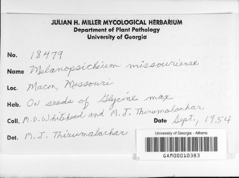 Melanopsichium missouriense image