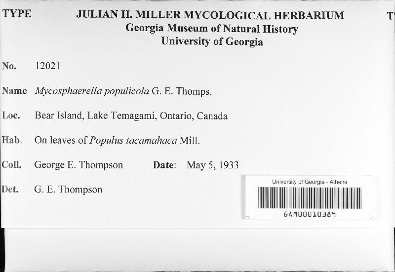 Mycosphaerella populicola image