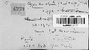 Nummularia cincta image
