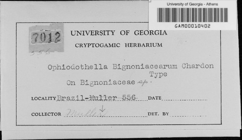 Ophiodothella bignoniacearum image