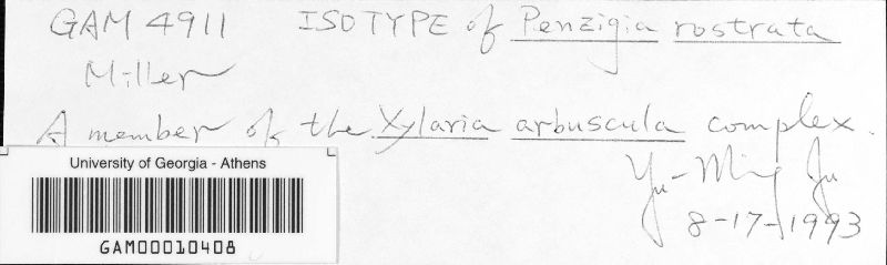 Penzigia rostrata image
