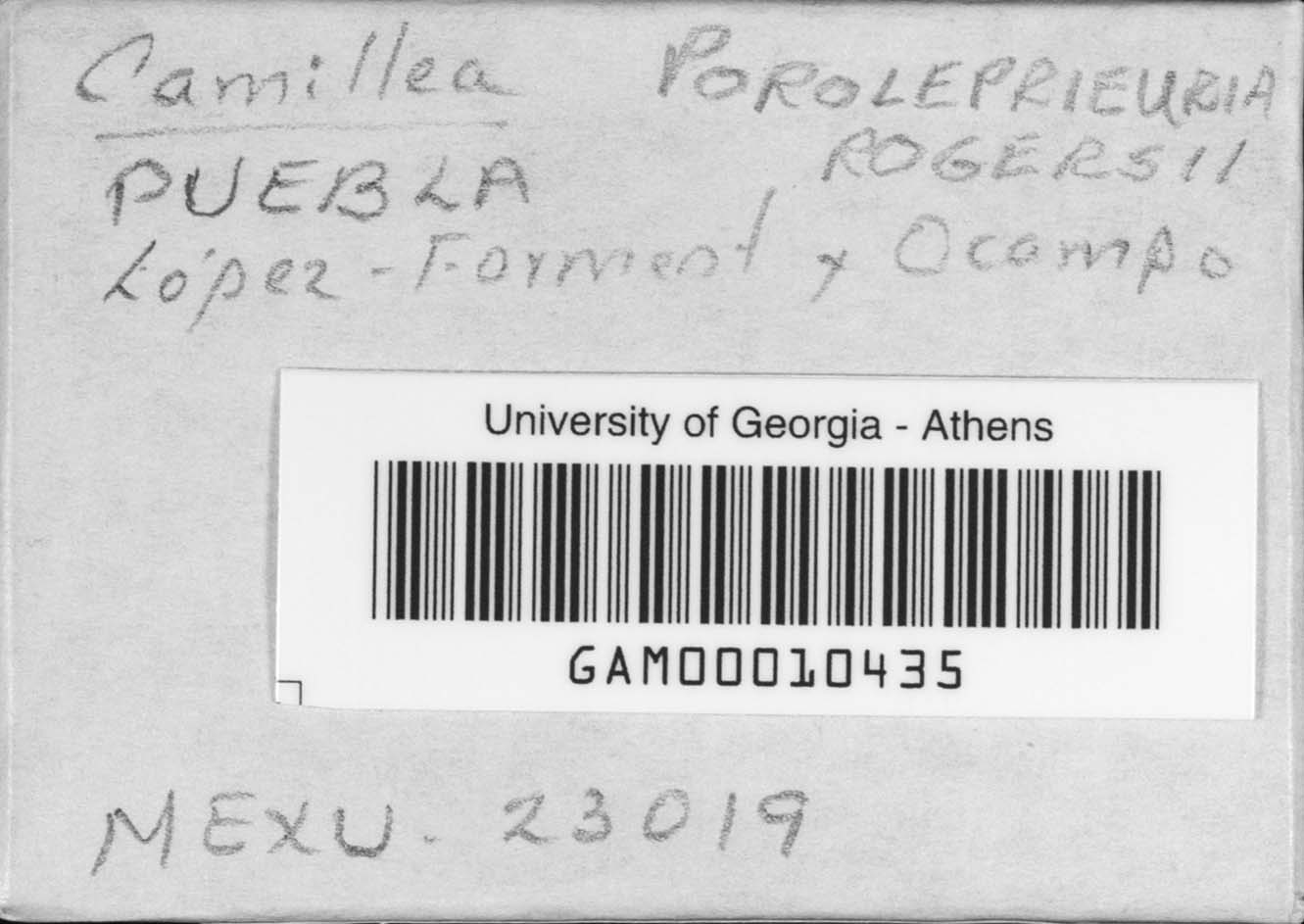 Poroleprieuria rogersii image