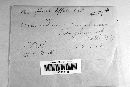 Microsphaera diffusa image