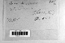 Erysiphe necator image