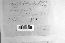 Albugo candida image