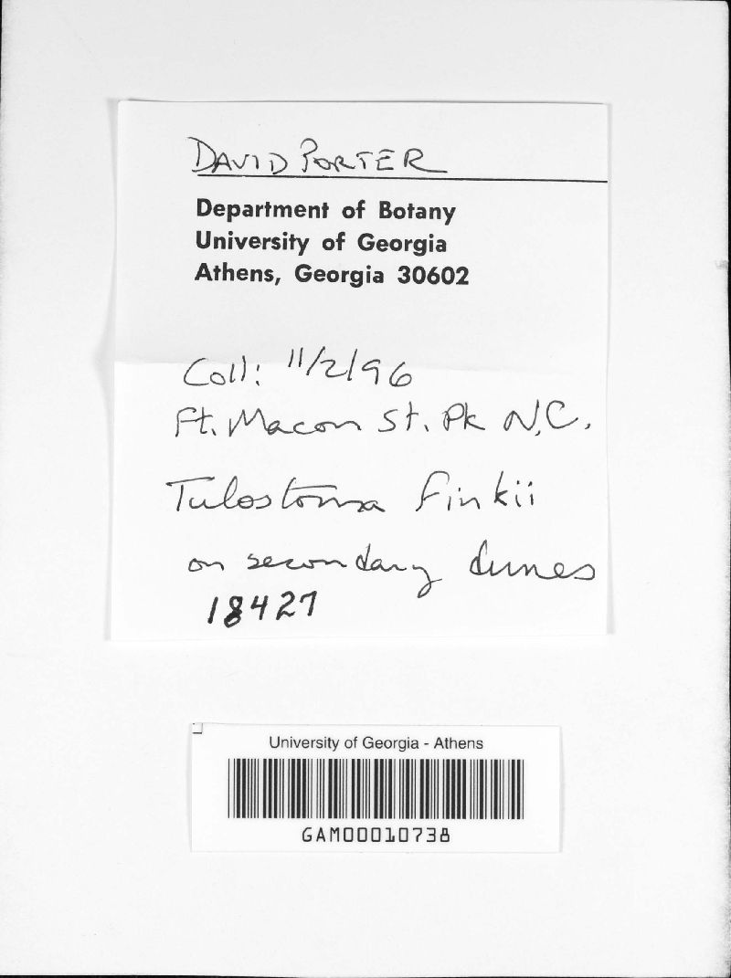 Tulostoma finkii image