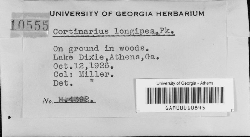 Cortinarius longipes image