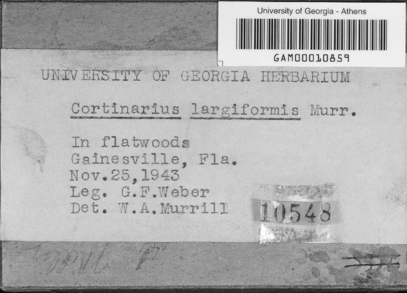 Cortinarius largiformis image