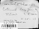 Cortinarius largiformis image