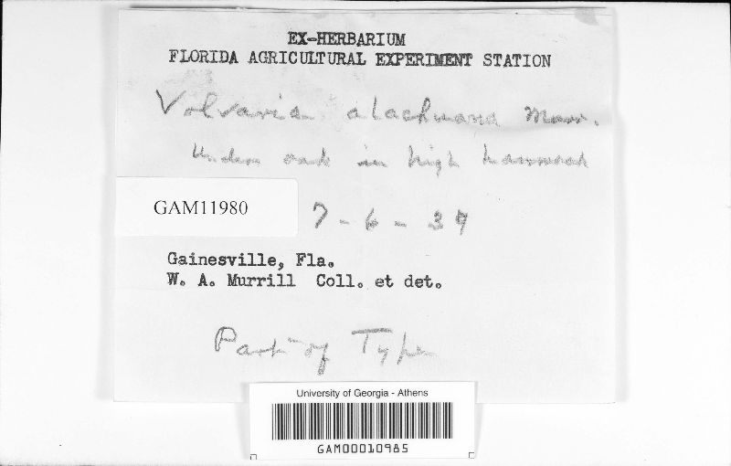 Volvaria alachuana image
