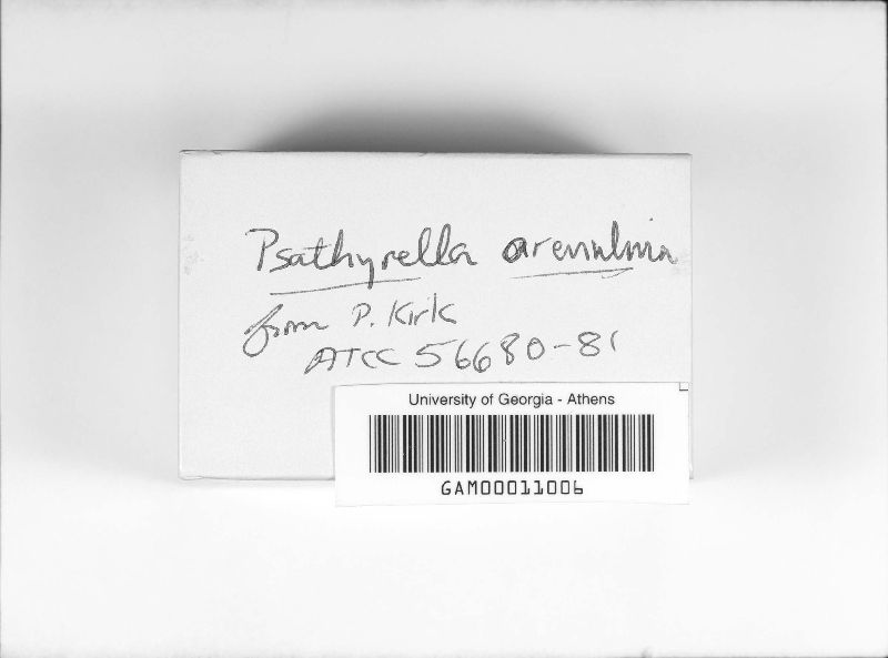 Psathyrella arenulina image