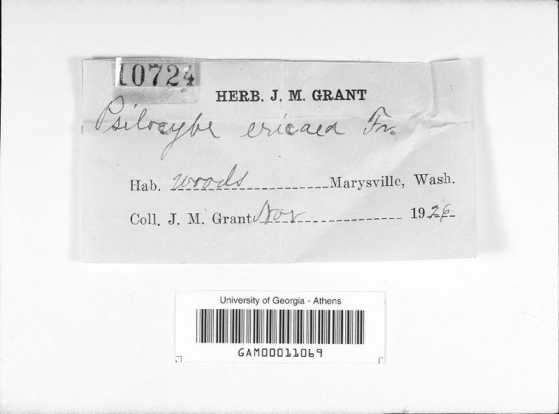 Hypholoma ericaeum image