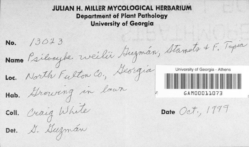 Psilocybe weilii image