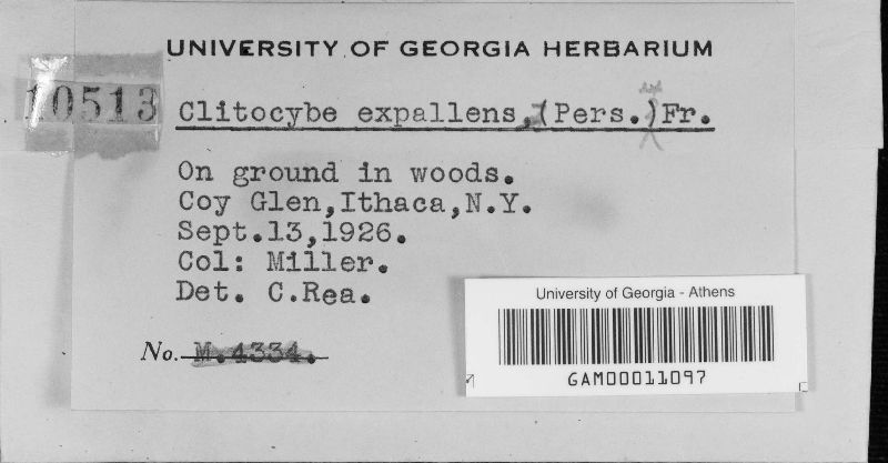 Pseudoclitocybe expallens image