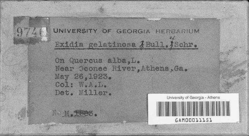 Exidia gelatinosa image