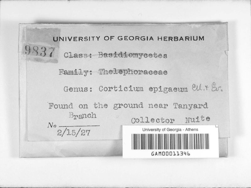 Gloiothele lactescens image