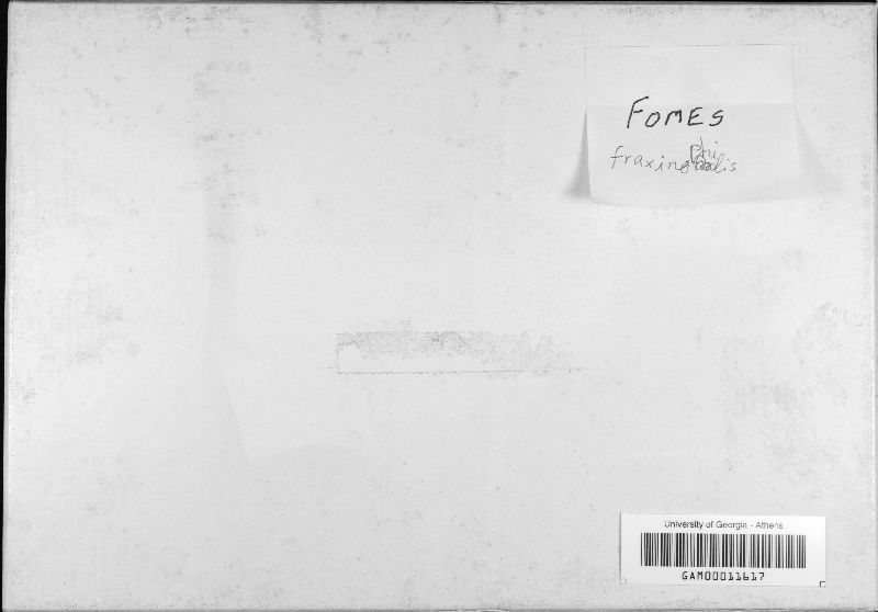 Fomes fraxinophilus image