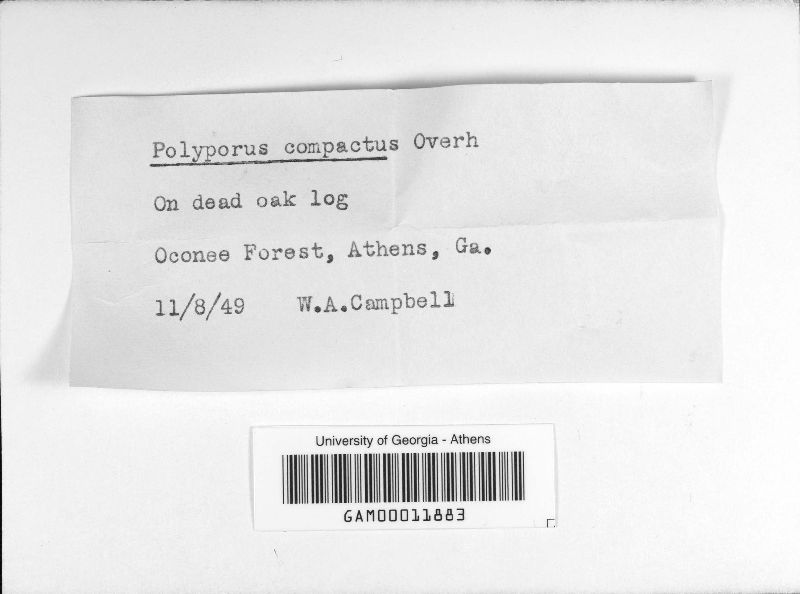 Polyporus compactus image