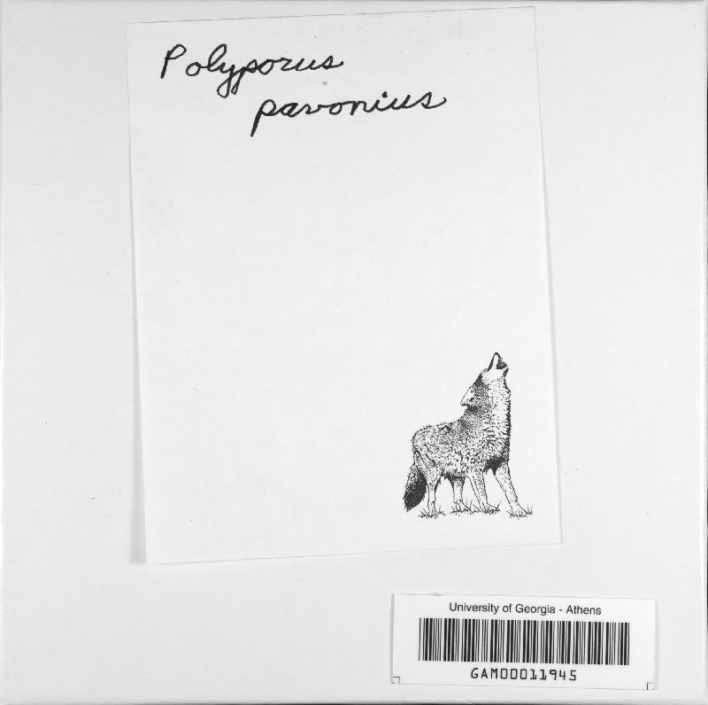 Polyporus pavonius image
