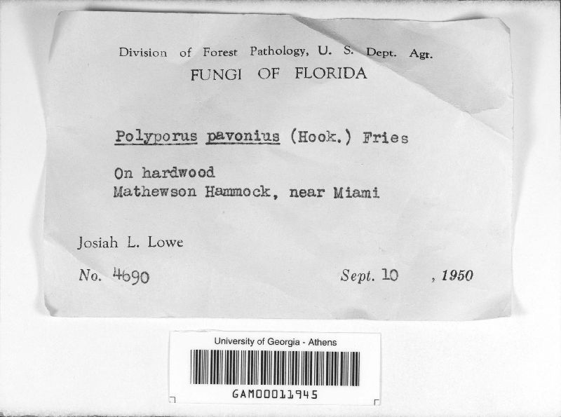 Polyporus pavonius image