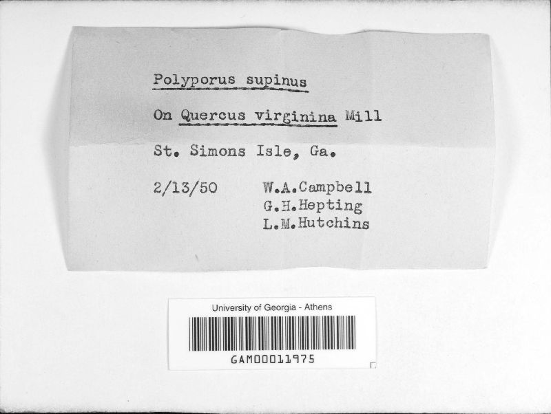Fomitella supina image