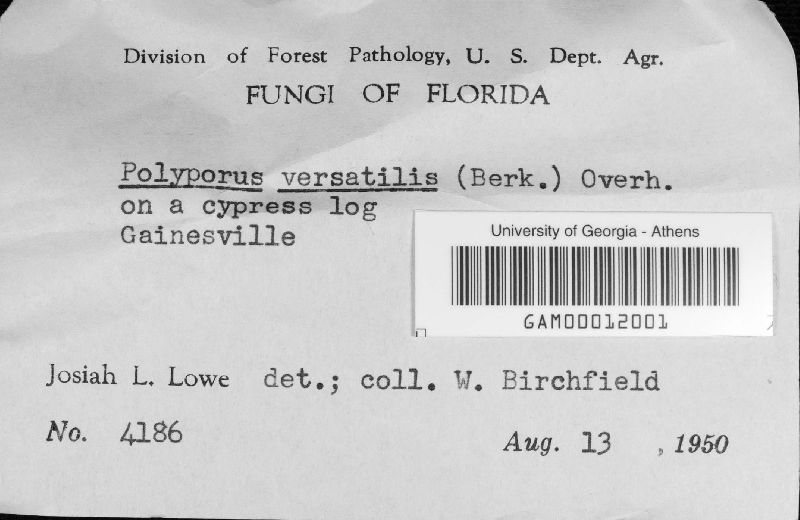 Polyporus versatilis image