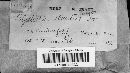 Trichaptum abietinum image