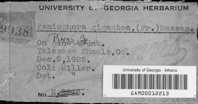 Phlebiopsis gigantea image
