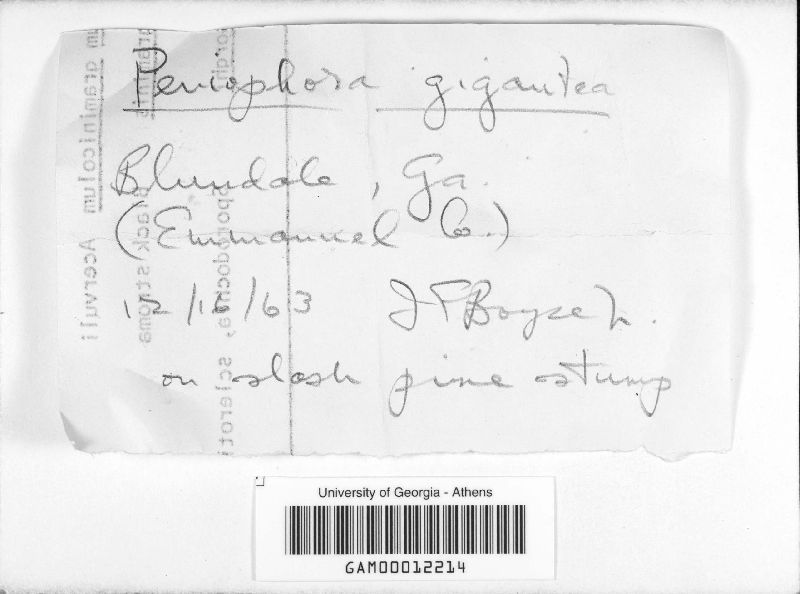 Phlebiopsis gigantea image